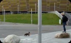タカに襲われるワンコ