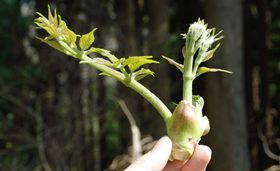 山菜取り