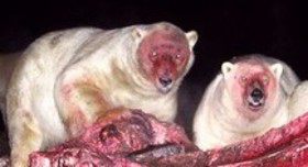 ホッキョクグマがクジラを食べる