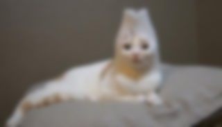 天空神オニャンコポン