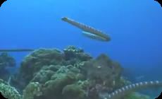 ヘビの島