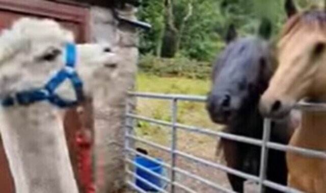 【動画】 容赦なし！アルパカ＆ラマの“ツバ攻撃”総集編ｗｗｗ！！