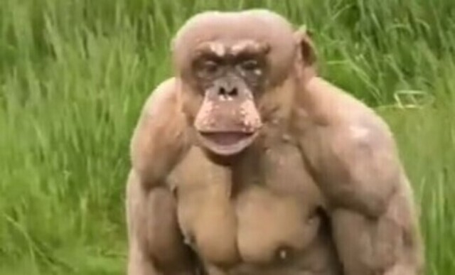 【動画】ハゲてしまった動物たち。もしもあの動物に「毛」が無かったら…!!