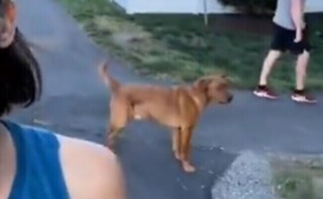 【動画】どっちについていく!? 飼い主夫婦が別々の道を歩いた時の犬の選択!!