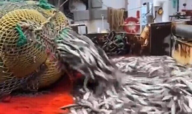 【動画】 トロール船。巨大産業を担う大規模漁業の魚の取り方が凄い…！！