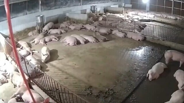 【動画】 スヤスヤと眠るブタが厩舎に落ちたカミナリでパニック状態に！！