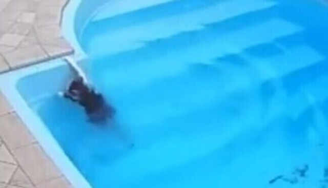 【動画】 イヌとネコ、もしもプールで溺れてしまったら…。個性の違いｗ!!