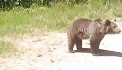 「ヒグマに食い殺された男性のスマホに入っていた写真、あまりにも怖すぎる」　ほか