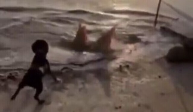 【動画】 浜辺に至ワンコを襲うために岸に乗り上げてきたノコギリザメ！！