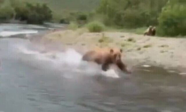 【動画】 クマが走るスピードが凄すぎるｗ！！絶対に逃げきれない速さ！！