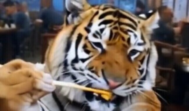 【動画】 猫舌のはずなのにアツアツの『鍋』をつつくトラさんの映像ｗ！！
