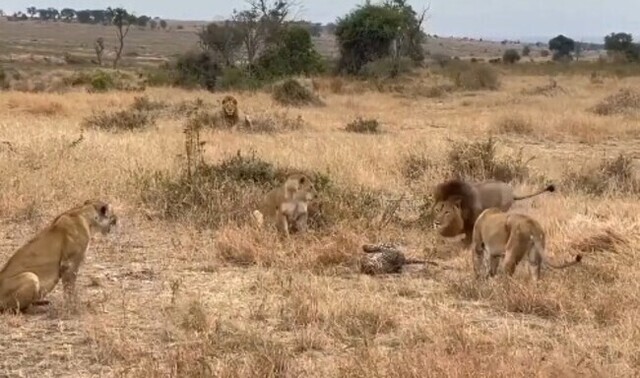 【動画】 どっちが強い！？ヒョウとライオンが不思議な争いを繰り広げる!!