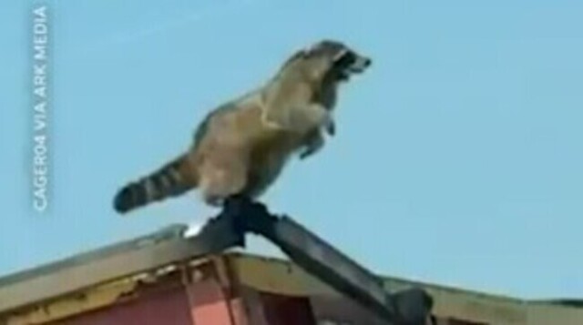 【動画】 アライグマがダンプカーの荷台から決死のジャンプを決める！！