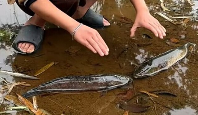 【動画】 何が起こる！？少年と二匹の魚。手づかみで魚を狙う瞬間ｗ！！