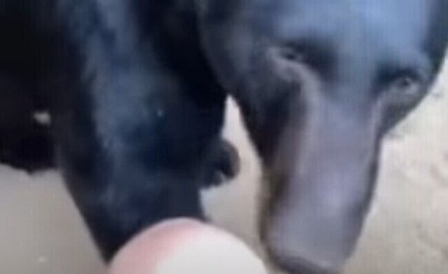 【動画】 キャンプしてたら巨大なクマが「膝（ヒザ）」を噛みに来たｗ！！
