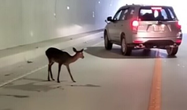 【動画】 大分県のトンネルの中でなぜか立ち往生していた「小鹿」の映像…!!