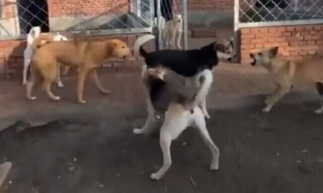 【動画】 ケンカを速攻で終わらせる保護シェルターの『ボス犬』が凄すぎ!!