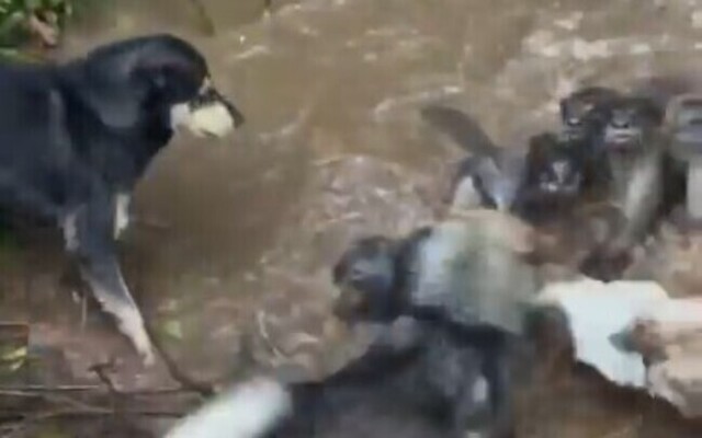 【動画】 カワウソ軍 vs 犬軍 混沌の水際戦争。情報が多い水際の攻防戦！！