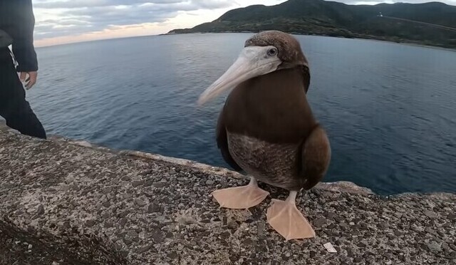 釣り場に現れた逃げない「ヘンな鳥」と仙台の砂浜に打ち上げられたイルカ!!