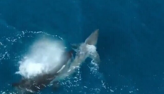 【動画】 どっちが強い！？シャチ ＶＳ ホホジロザメ ！！結果は圧倒的！！