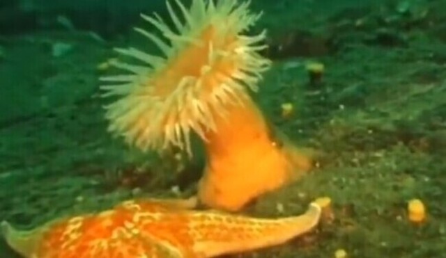【動画】 ヒトデに襲われた「イソギンチャク」が体をくねらせ逃げる様子!!