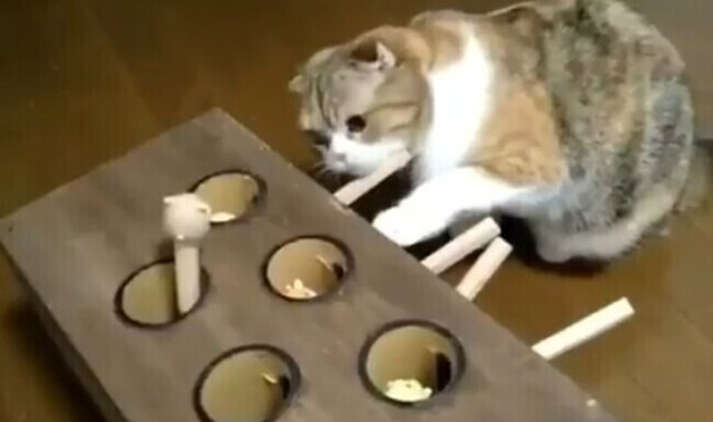 【動画】 レバーを押すと何かが飛び出るオモチャで真剣に遊ぶネコｗｗｗ!!