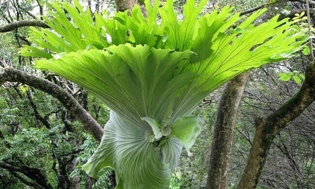 【画像】 プラティセリウムという、他の木の上で育つ不思議な植物ｗ！！