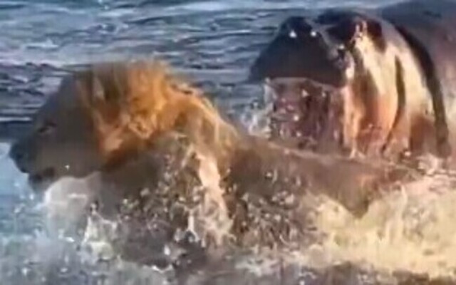 【動画】 ライオンが「カバ」に襲われて命からがら必死に逃げる様子…！！