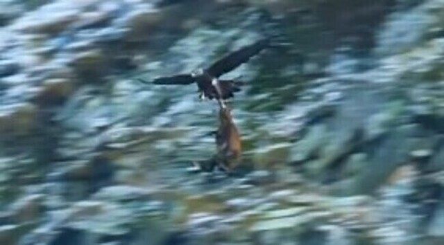 【動画】 崖っぷちの「ワシ」が獲物のカモシカを仕留める方法が怖すぎｗ!!