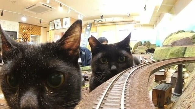 【動画】 ノラ猫のロングチェイスＰＯＶ動画とネコパンチ不可避の電車！！