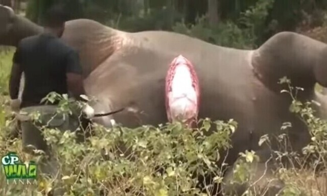 【動画】 死んでしまった可哀想な「ゾウ」は膨張して爆発する！その瞬間!!