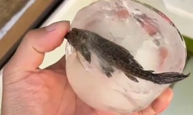 【動画】 どっこい生きてる「氷漬けプレコ」。仮死状態からの復活…！！