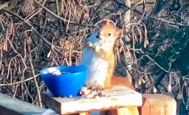 【動画】 リスが「発酵したナシ」を食べてラリッてしまった瞬間の顔ｗ！！