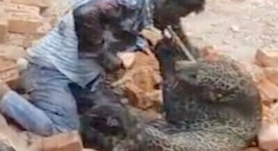 「ヒョウ VS 素手の男、インドの村で想像以上にヤバい映像が撮れてしまう」　ほか