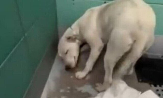 【動画】 完全に怯え切った保護犬ワンコが徐々に信頼を回復していく様子!!