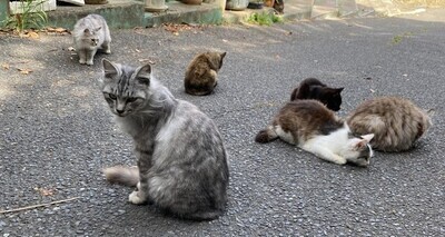 「【画像】猫島行くよ～」　ほか