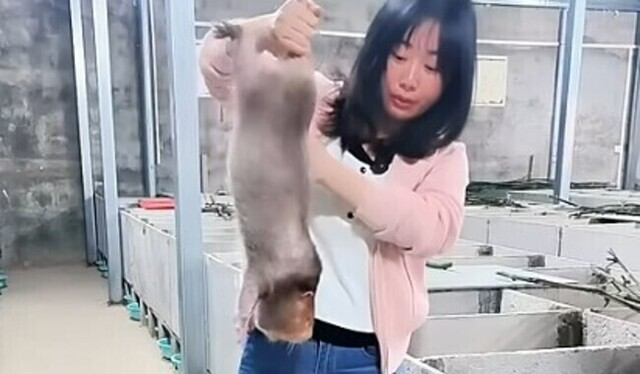 【動画】 これ知ってた！？中国の高級食材「竹ネズミ」の生態と養殖風景!!