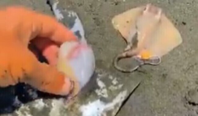 【動画】 エイのお母さんは死んじゃったけど「赤ちゃん」を助けてあげた!!