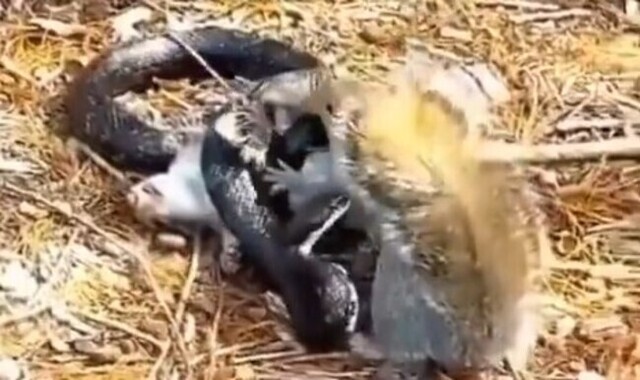 【動画】 ヘビに襲われた我が子を助けるためにヘビと戦うリスの奮闘！！
