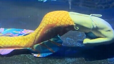 「水族館の女性ダイバー、水中でブラックアウトしてしまう…」　ほか
