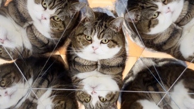 まる、ネコの万華鏡.jpg
