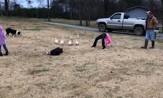 アヒルを追い詰める牧羊犬三頭.jpg