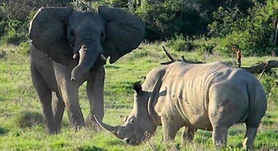 アフリカで「ゾウ」VS「サイ」の戦い勃発！ ⇒ コッチが殺される・・・.jpg