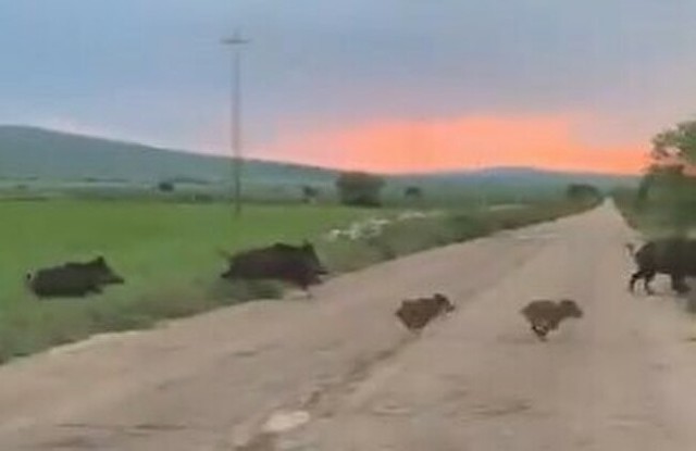 イタリアでイノシシが大繁殖.jpg