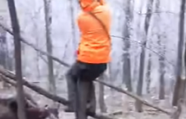 イノシシ狩りのハンターたちは、木に登って逃げるしかなかった.png
