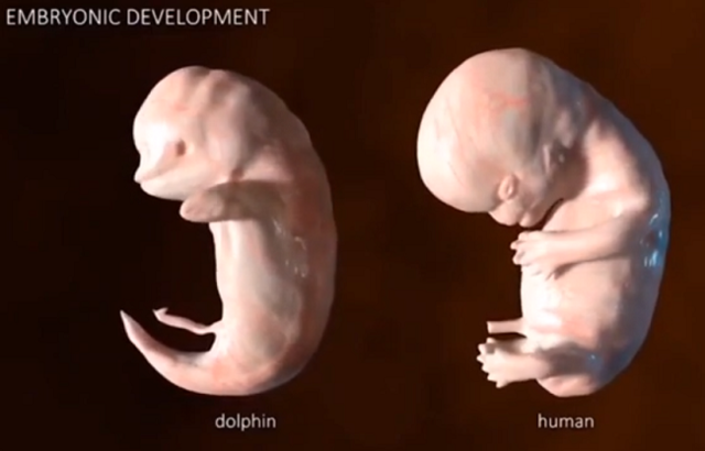 イルカと人間の胎児は似ている.png