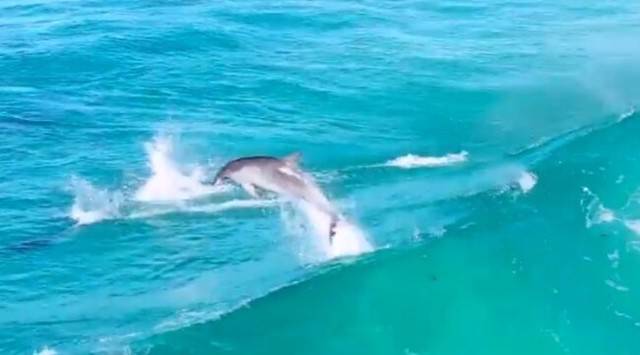 イルカのサーフィン.jpg