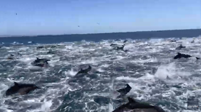 イルカの大群が海を行く.png