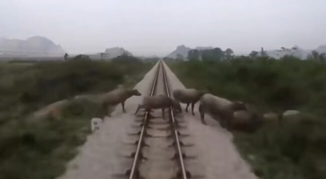 ウシが列車に轢かれる瞬間.jpg