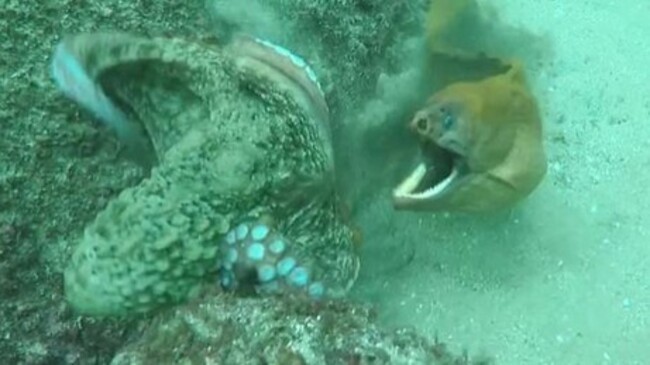 動画 どっちが強い タコ Vs ウツボ の死闘 シドニー沖海戦 ひろぶろ